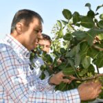 sezonun ilk hasadi basladi vali de hasada dahil oldu IwNsbXSs