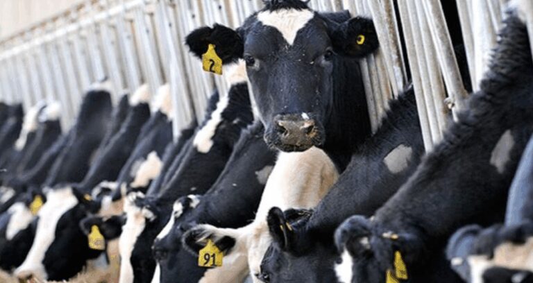 hayvancilikla ilgili destekleme miktarlarinda artisa gidildi rfxOUFWc