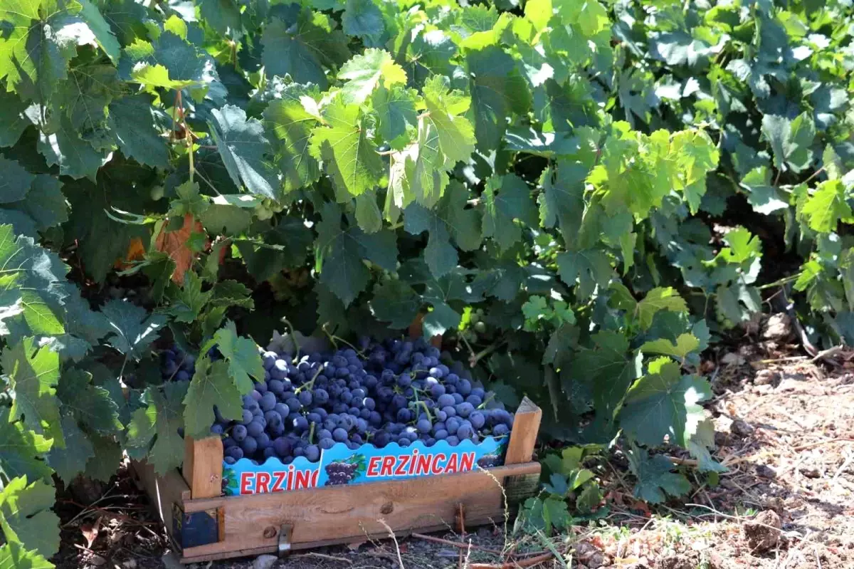 zirai don icin destek odemesi WiUALN3y