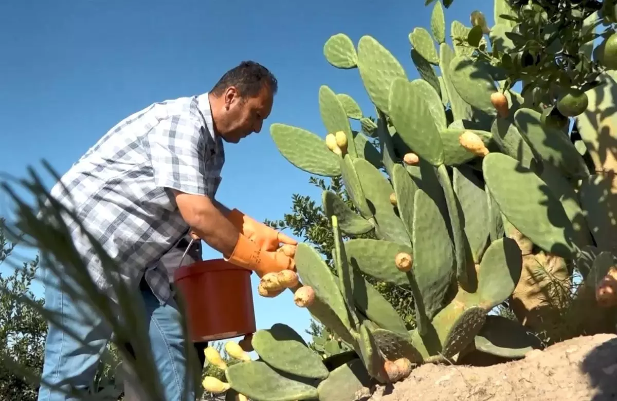 mersinde dikenli incir dondurmasi uretimi basladi FkZLCeFs.jpg