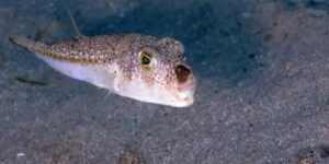 50-milyonluk-olumcul-balik-istilasi-kapidan-dondu-r2imwRQt