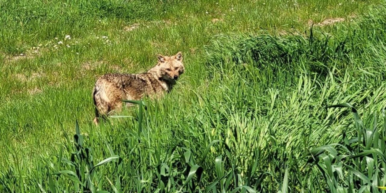 Nesli Tehlike Altındaki Çakal, Tarla Ortasında Görüntülendi!