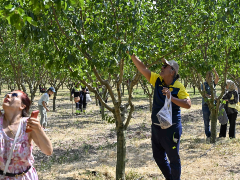 Baskentliler ata ciftliginde hasat coskusunu yasadi ZYms59pf