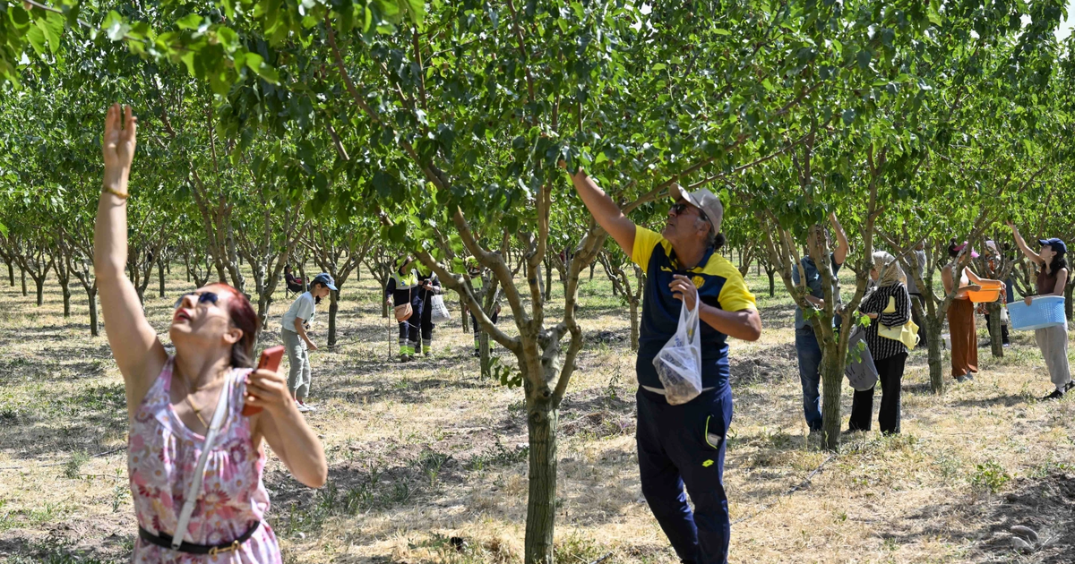 Baskentliler ata ciftliginde hasat coskusunu yasadi ZYms59pf